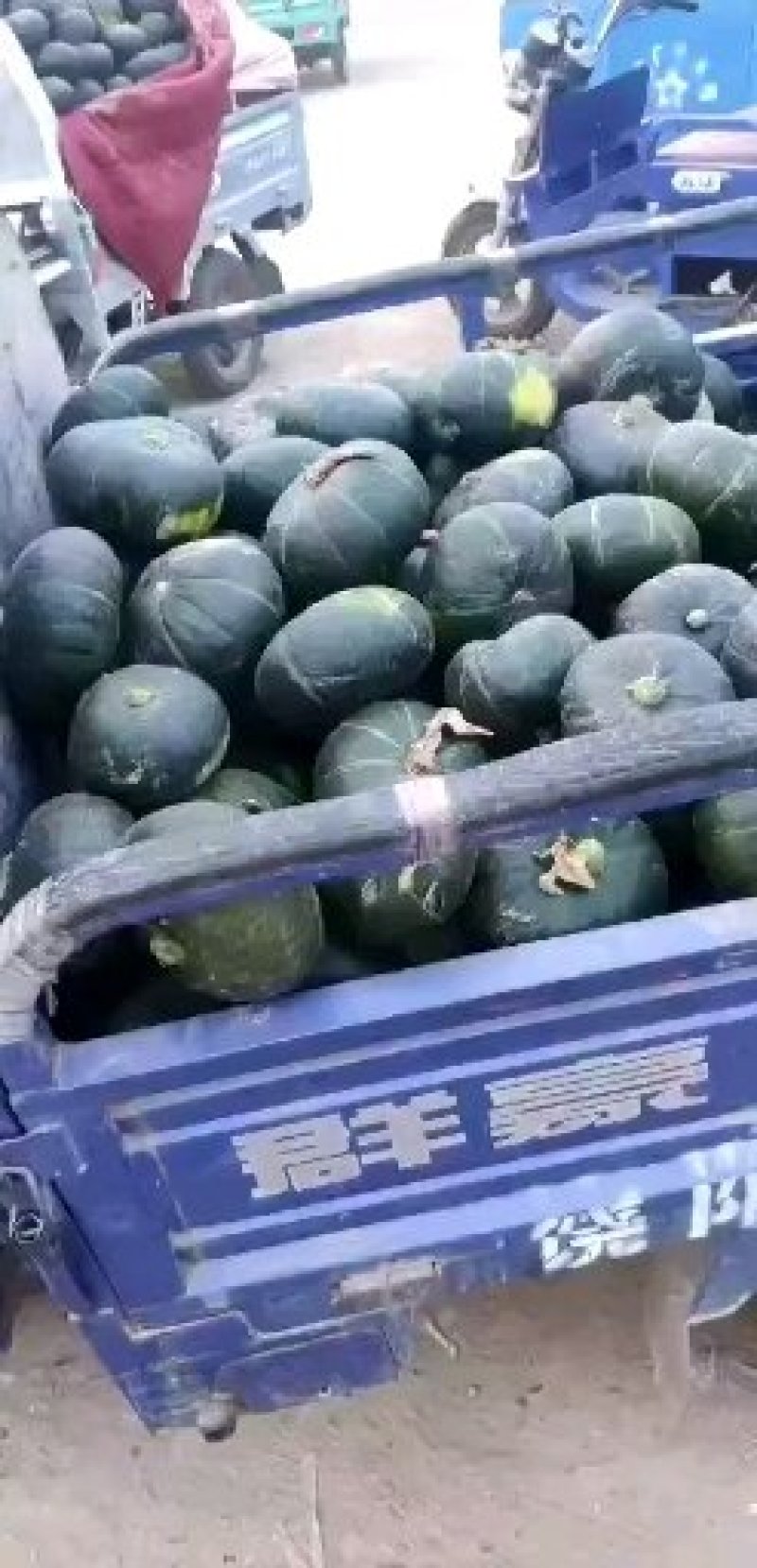 南瓜青皮南瓜精品板栗南瓜口感面甜代发全国