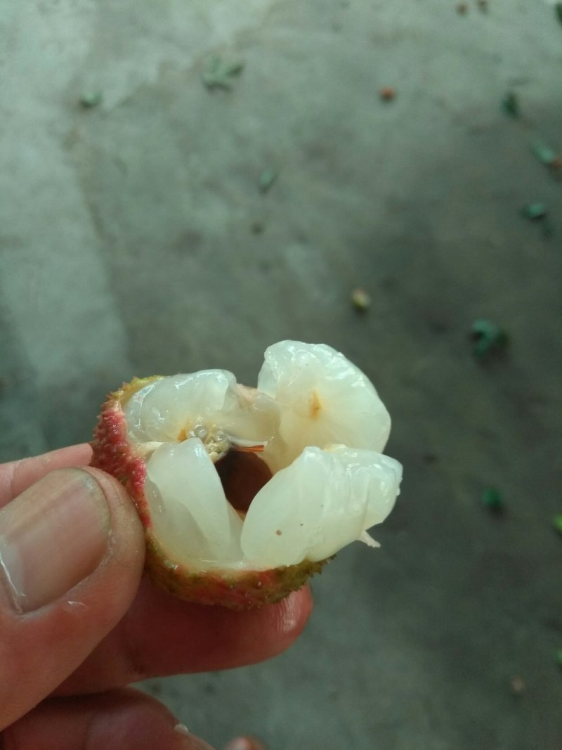 妃子笑、白糖罂荔枝