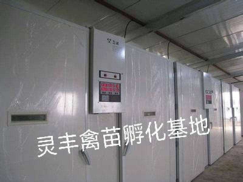 桂柳白鸭苗，【高销量好货热卖】包运输成活，假一赔十