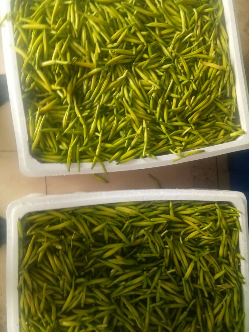优质黄花菜鲜黄花菜，大量批发，散装，各种包装规格