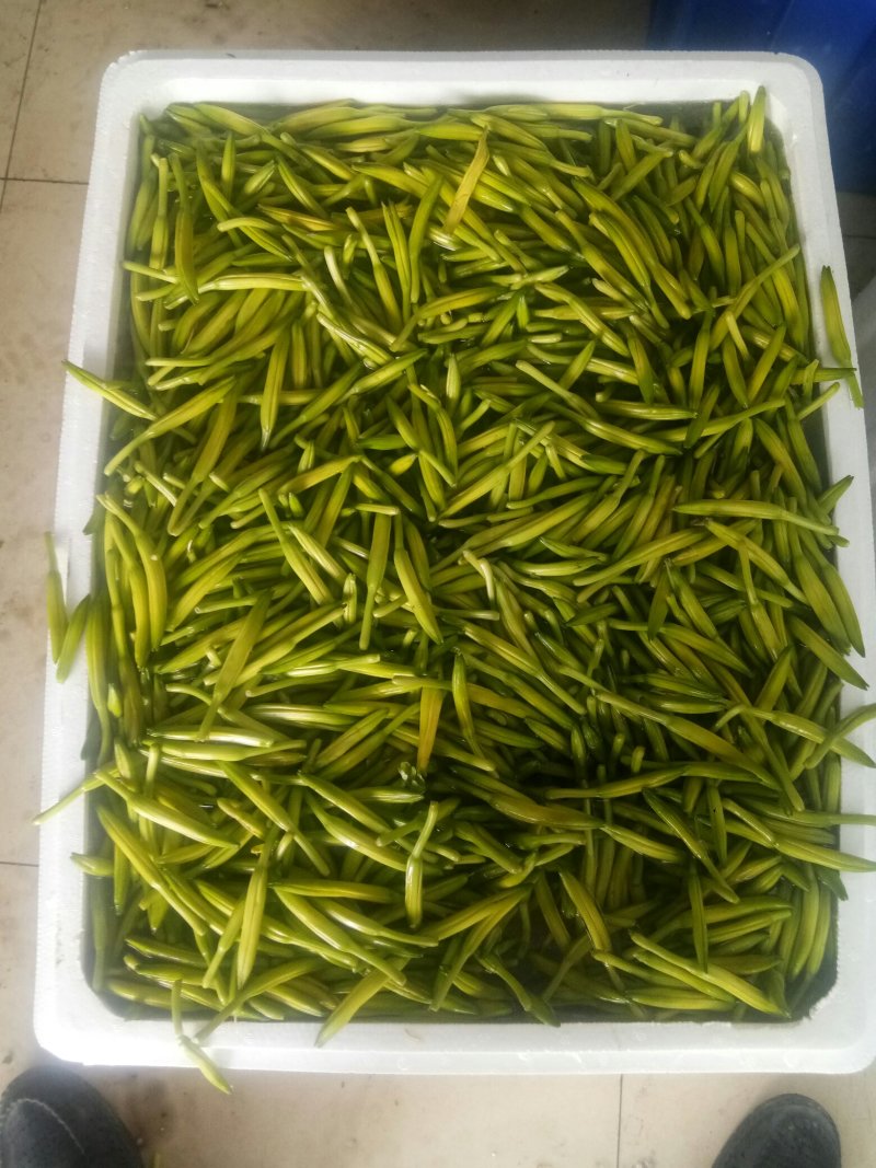 优质黄花菜鲜黄花菜，大量批发，散装，各种包装规格