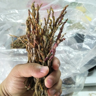 铁皮石斛干条广西红杆胶质饱满