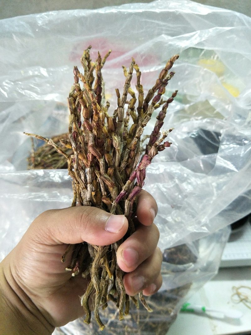 铁皮石斛干条广西红杆胶质饱满