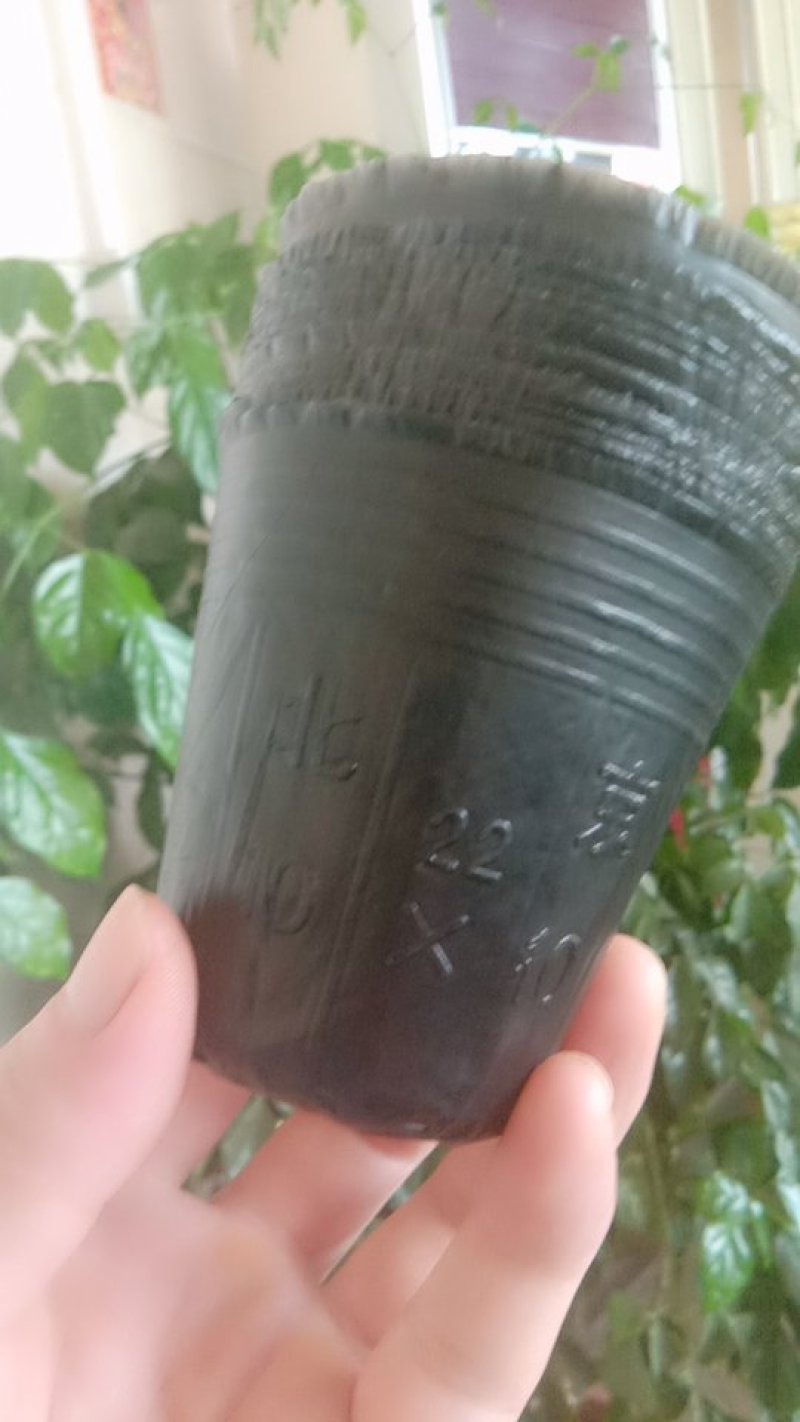 营养钵10×10～10000个，口直径8.5包邮到家！
