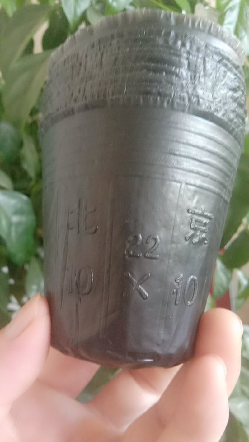 营养钵10×10～10000个，口直径8.5包邮到家！