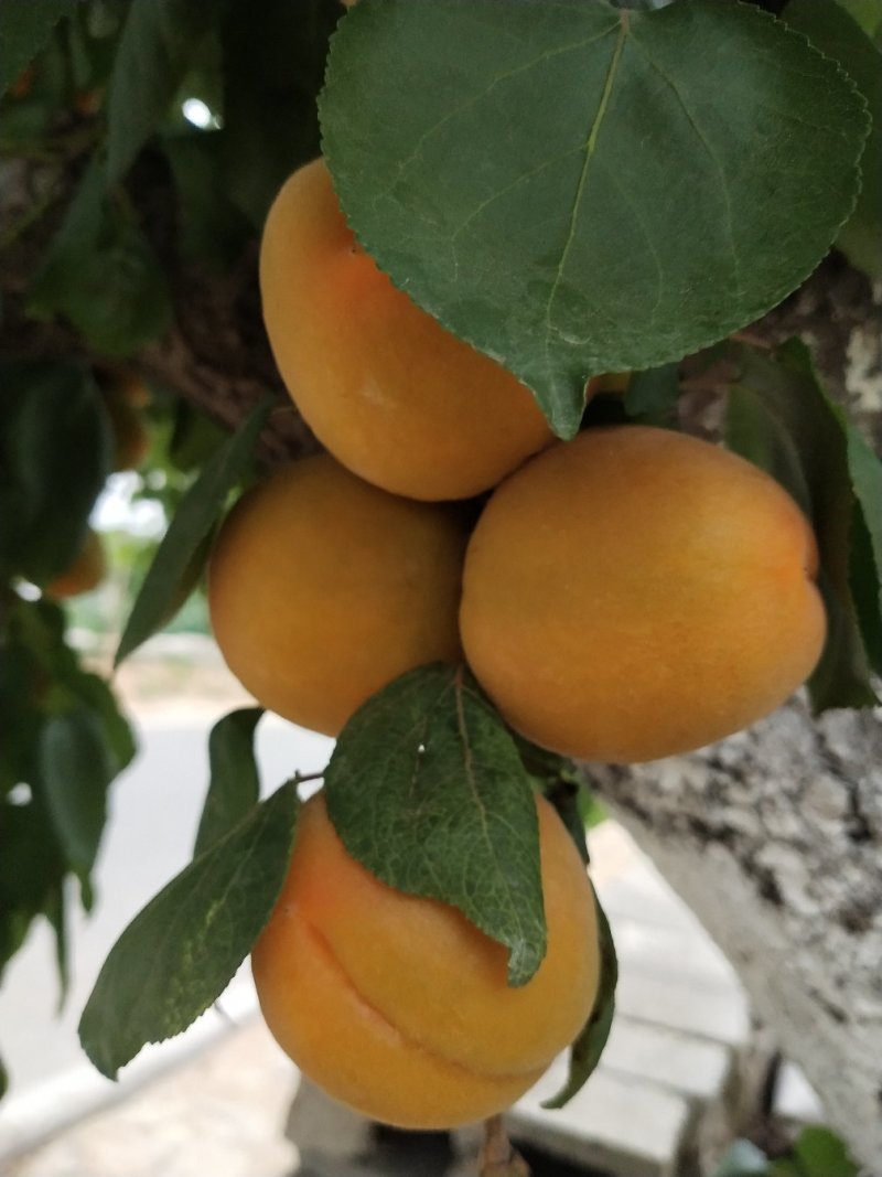 金太阳杏商品果罐头果大量有货上市中
