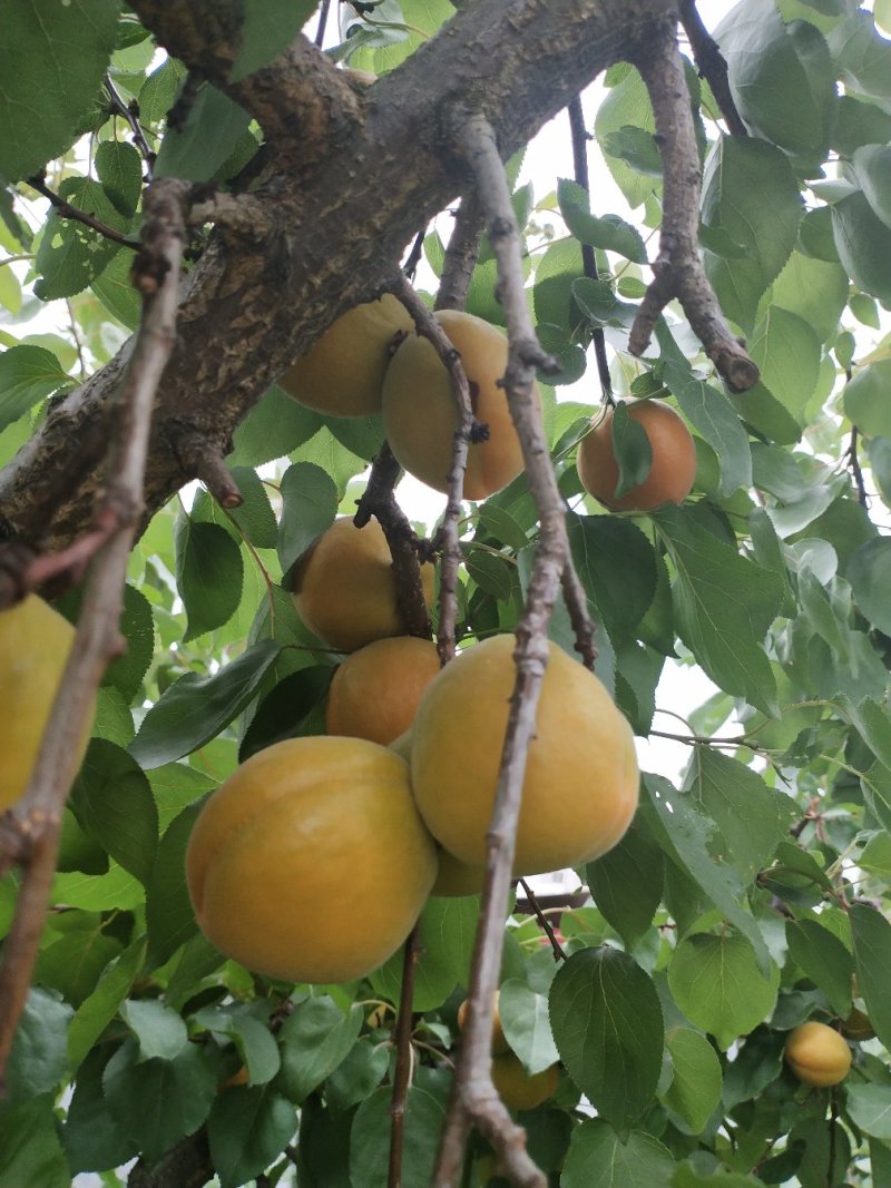 金太阳杏商品果罐头果大量有货上市中