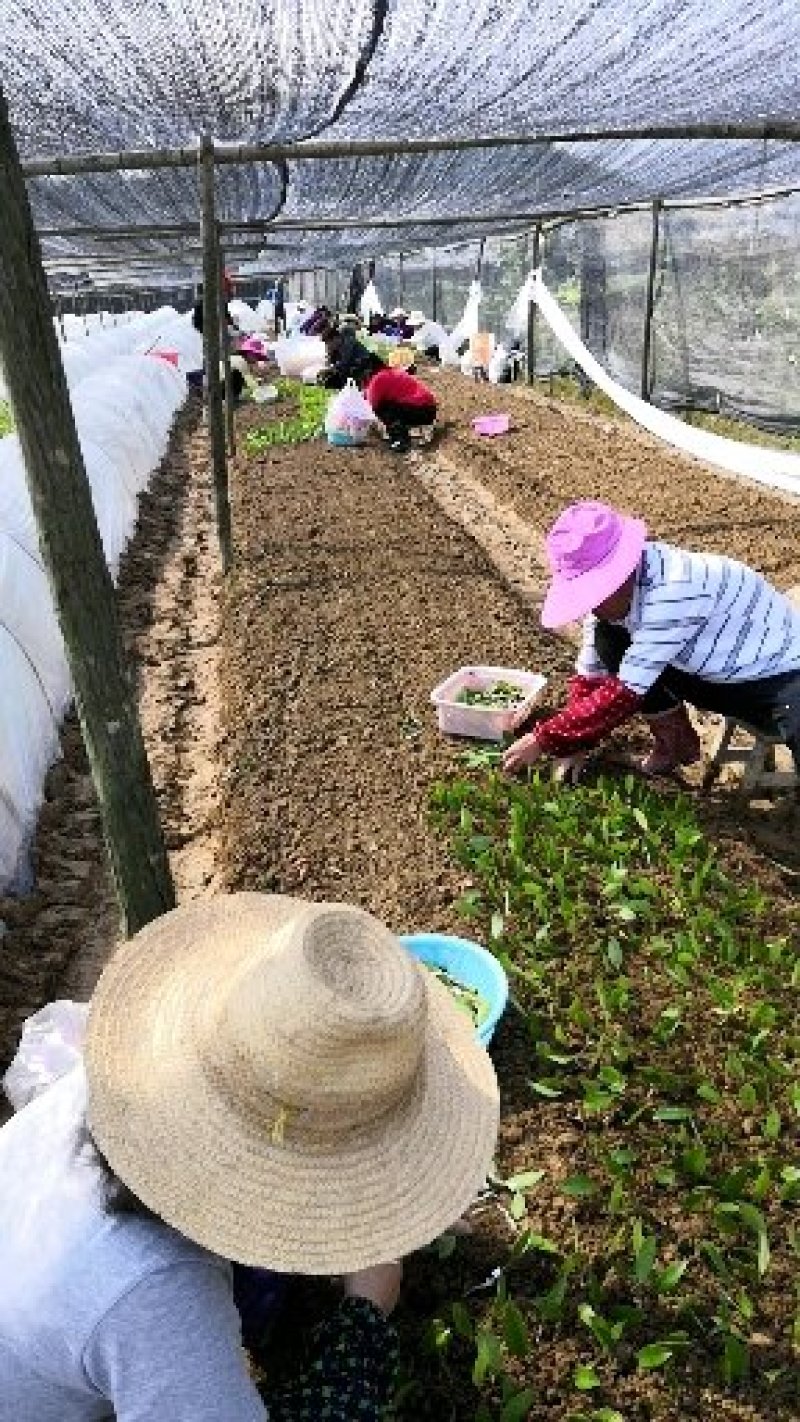长林系列4号40号53号3号优质高产嫁接油茶苗可长期供应