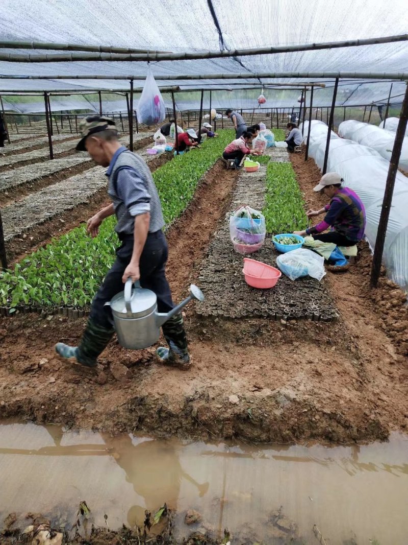 长林系列4号40号53号3号优质高产嫁接油茶苗可长期供应
