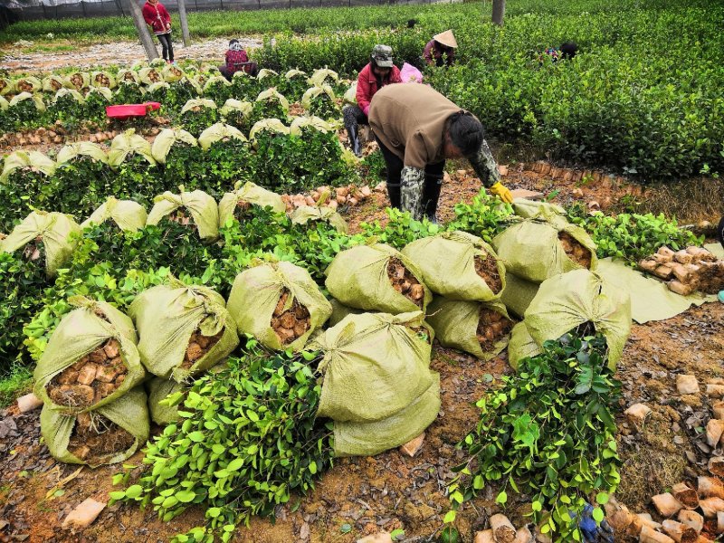 长林系列4号40号53号3号优质高产嫁接油茶苗可长期供应