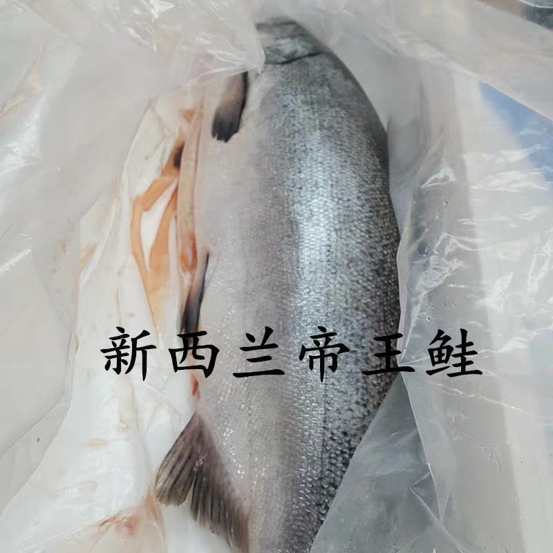 新西兰帝王鲑，三文鱼中的王者