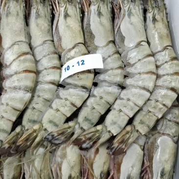 大黑虎虾