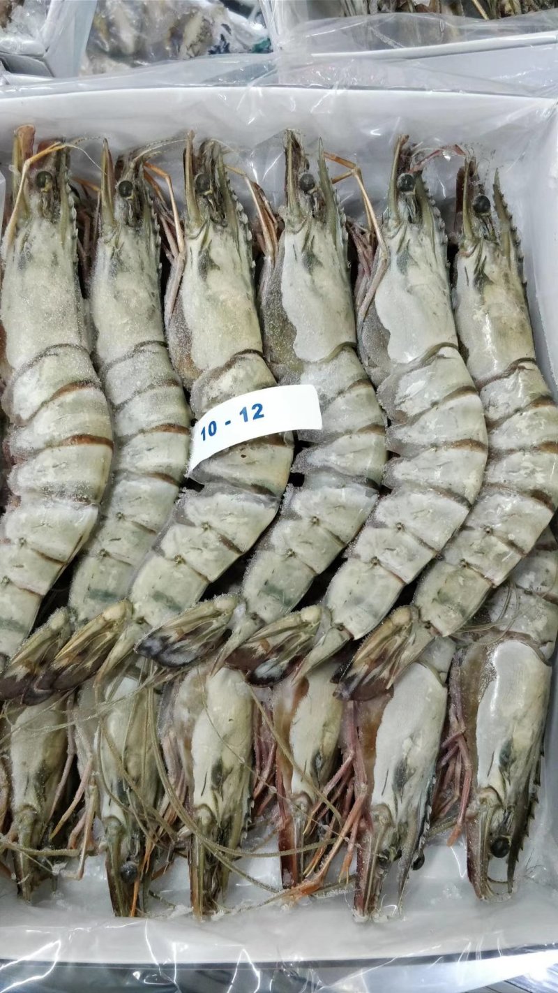 大黑虎虾