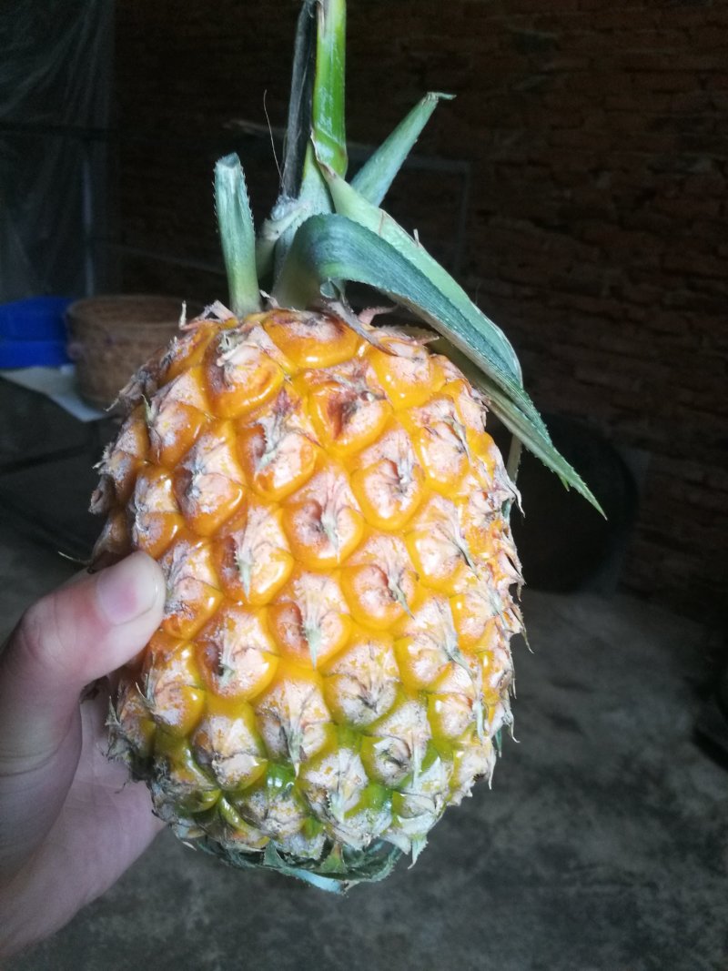 程溪精品手撕菠萝