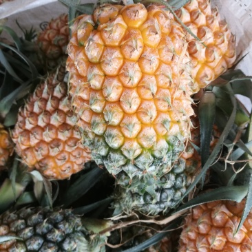程溪精品手撕菠萝