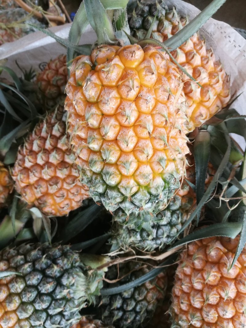程溪精品手撕菠萝