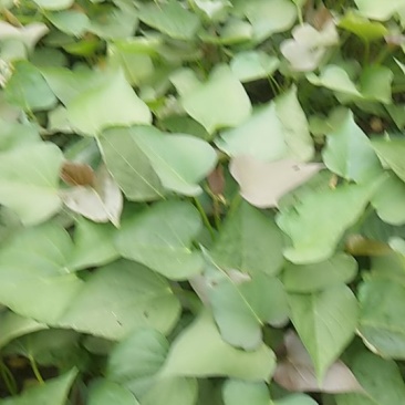 红薯苗