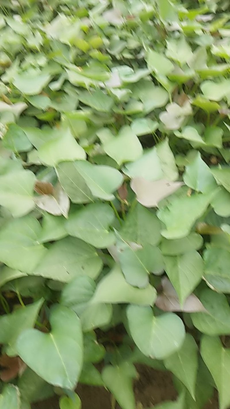 红薯苗