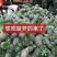 泰国菠萝（凤梨）黄金一号，香味可口水分充足，香甜可佳