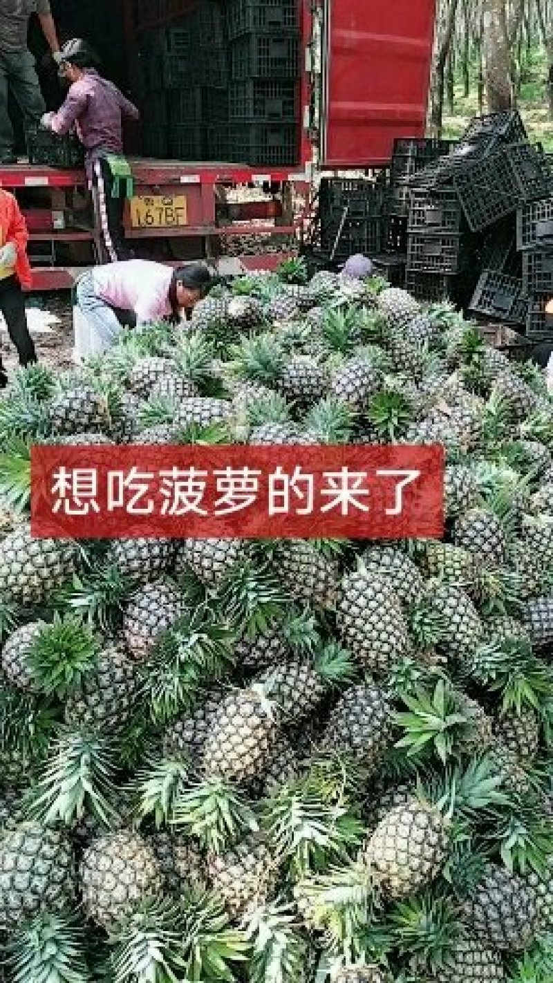 泰国菠萝（凤梨）黄金一号，香味可口水分充足，香甜可佳