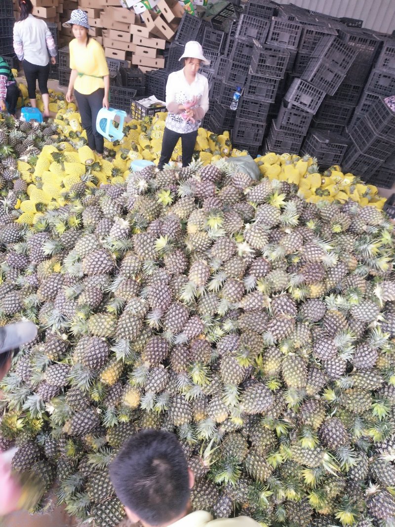 泰国菠萝（凤梨）黄金一号，香味可口水分充足，香甜可佳