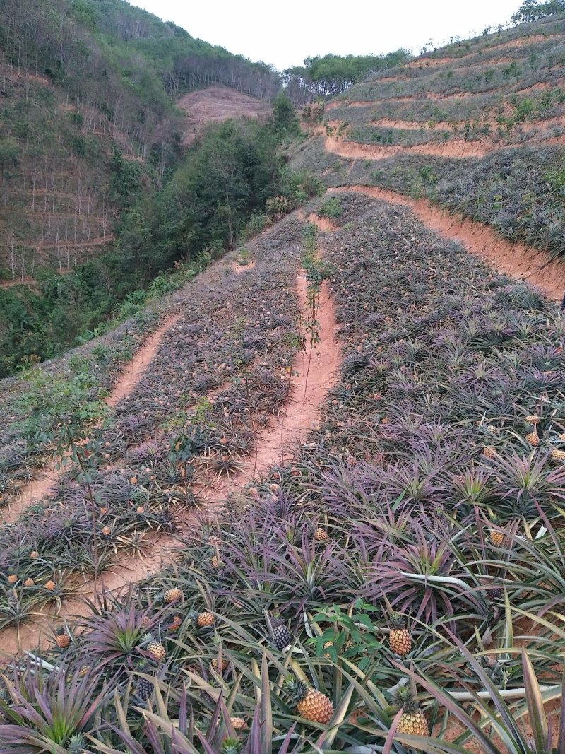 泰国菠萝（凤梨）黄金一号，香味可口水分充足，香甜可佳
