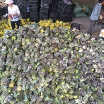 泰国菠萝（凤梨）黄金一号，香味可口水分充足，香甜可佳