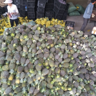 泰国菠萝（凤梨）黄金一号，香味可口水分充足，香甜可佳