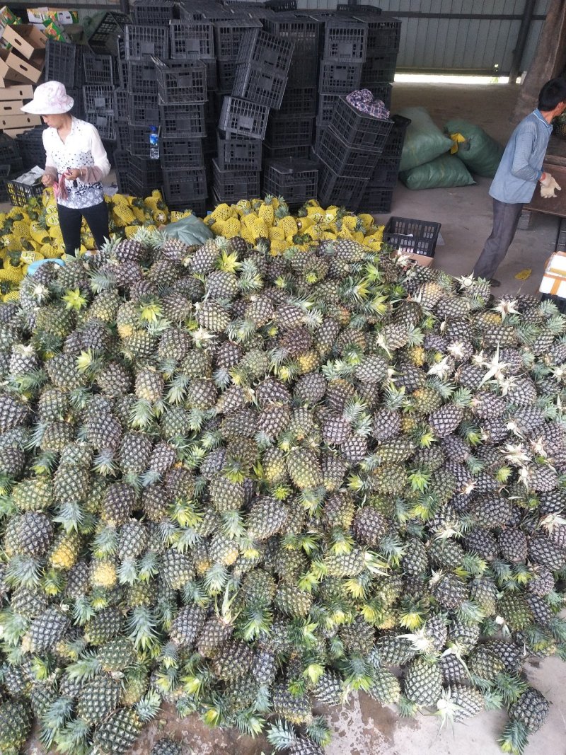 泰国菠萝（凤梨）黄金一号，香味可口水分充足，香甜可佳