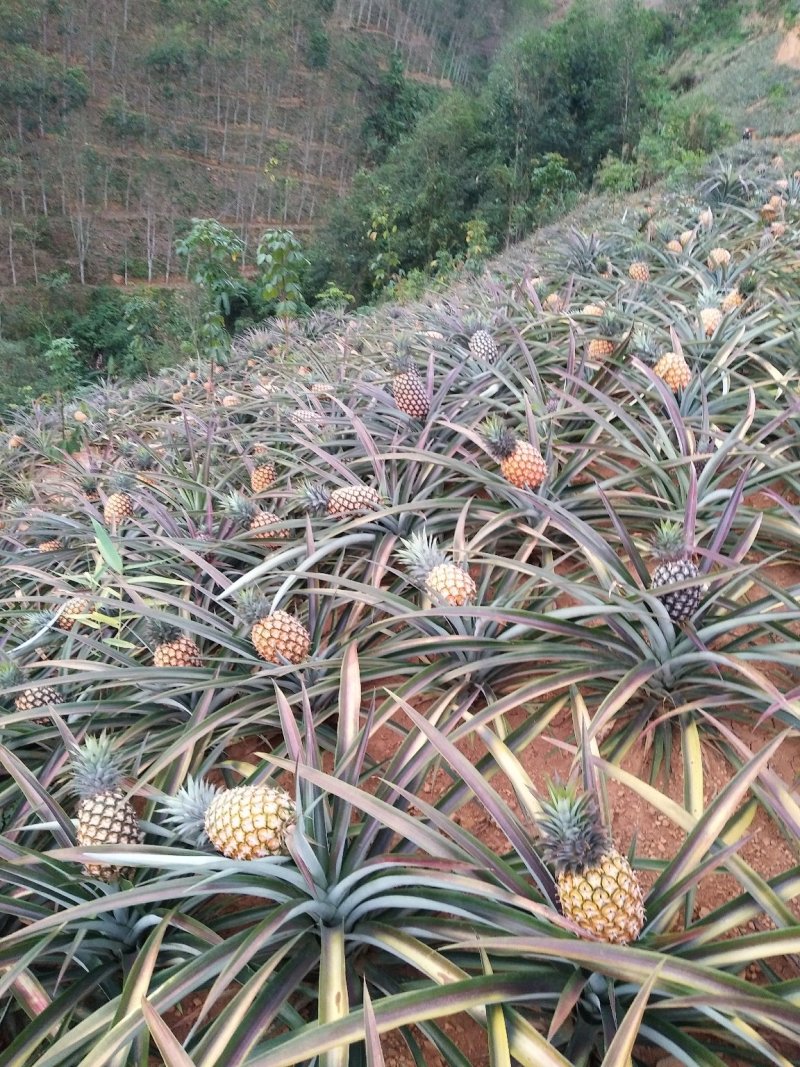 泰国菠萝（凤梨）黄金一号，香味可口水分充足，香甜可佳