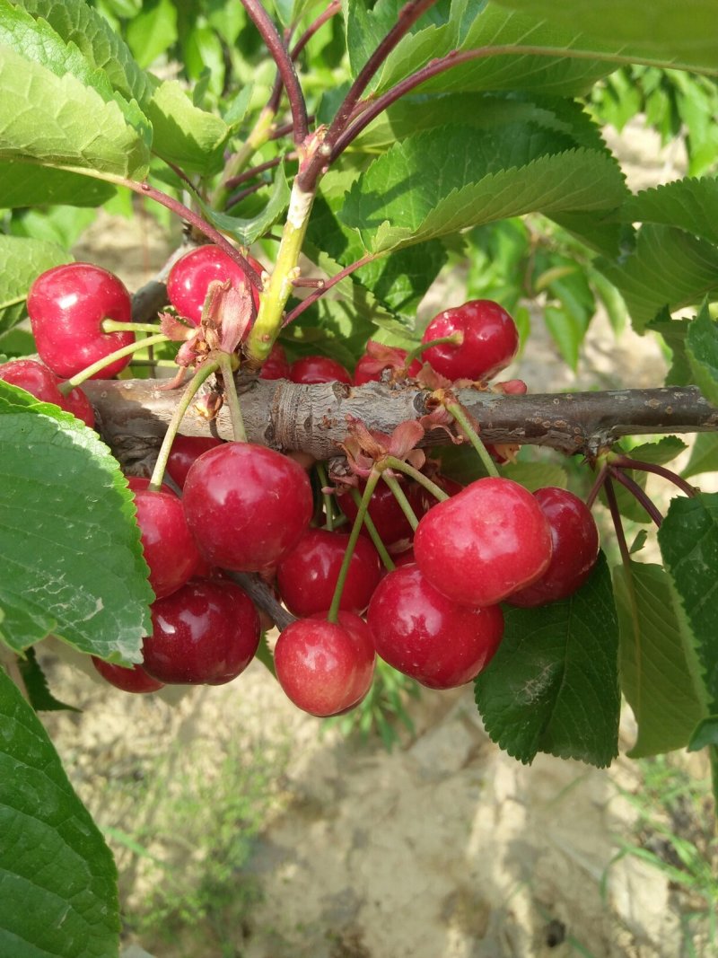 樱桃