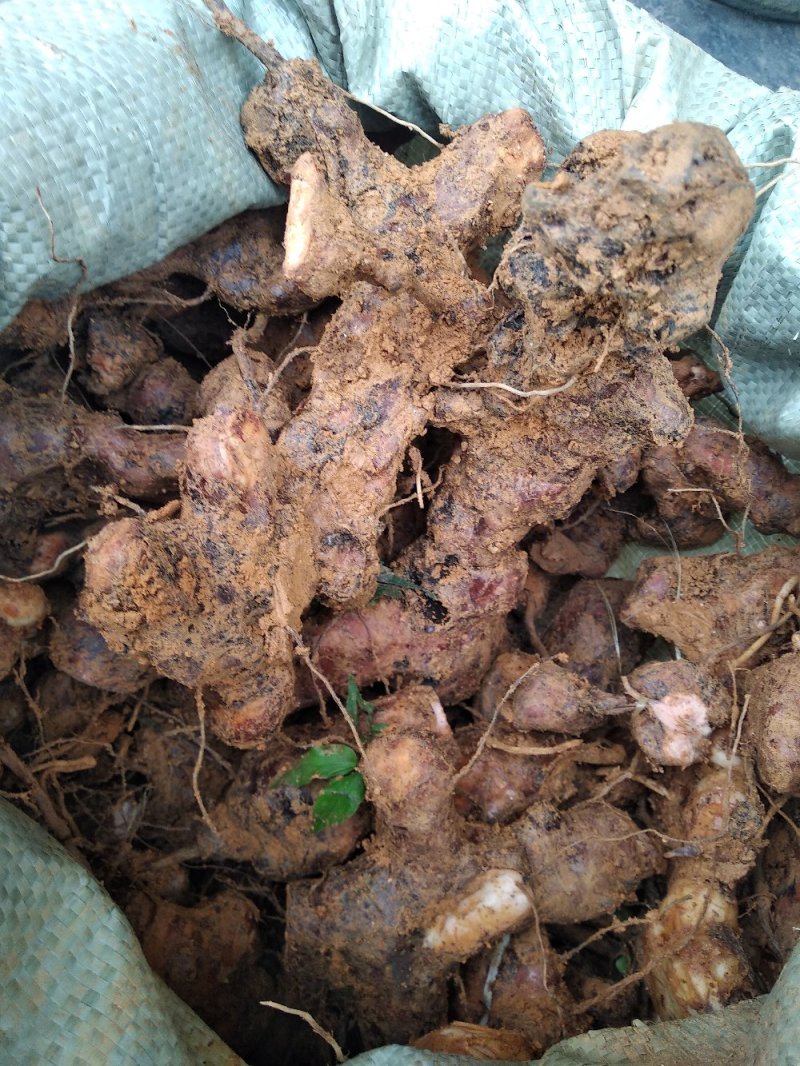 粉质土茯苓干片，本地优质粉质货