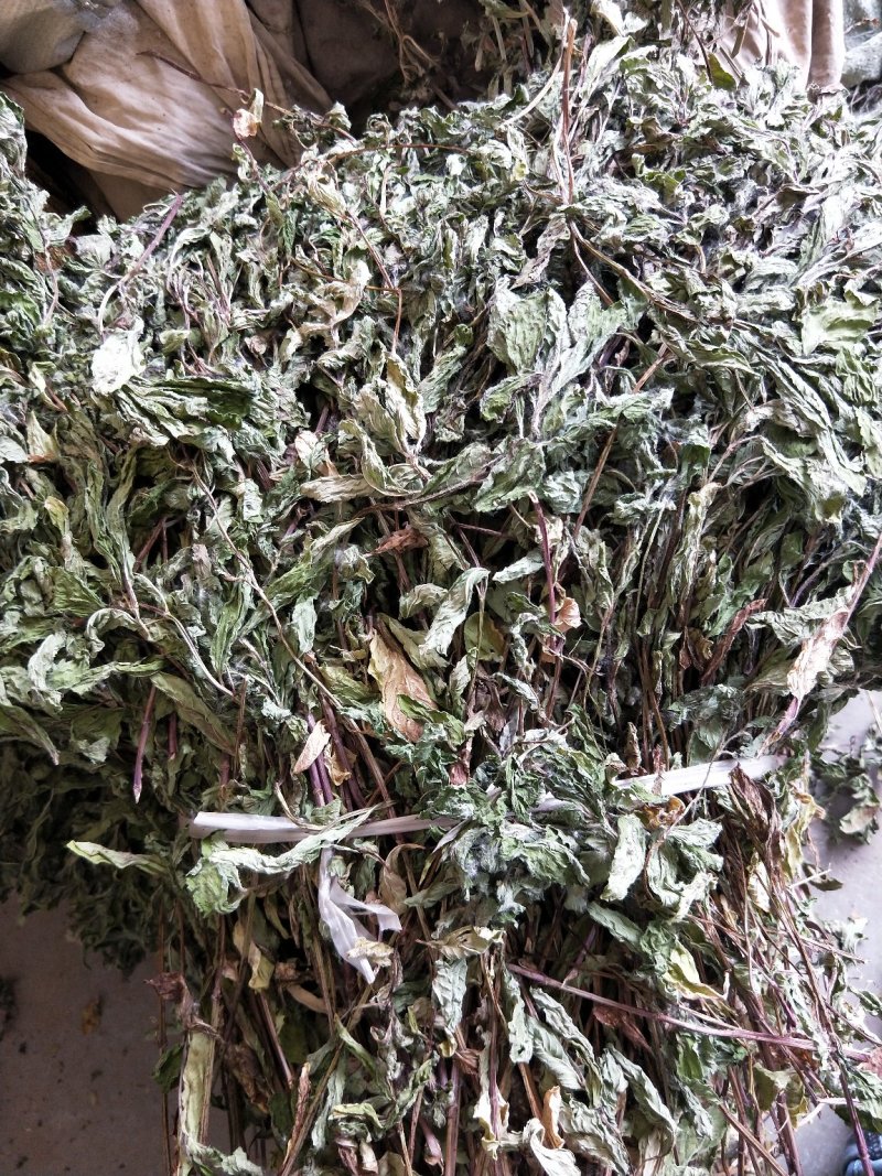 薄荷