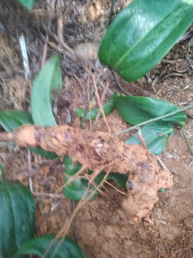 粉质土茯苓干片，本地优质粉质货