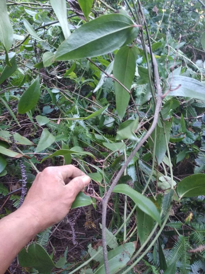 粉质土茯苓干片，本地优质粉质货