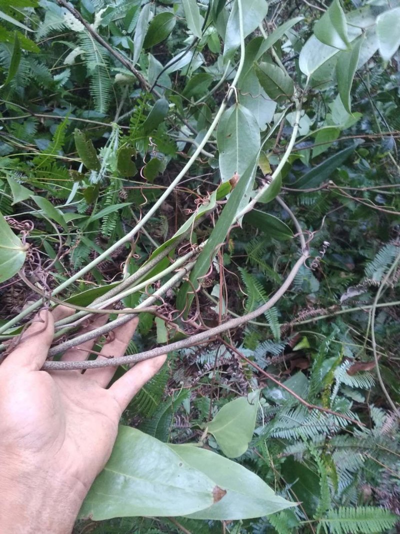 粉质土茯苓干片，本地优质粉质货