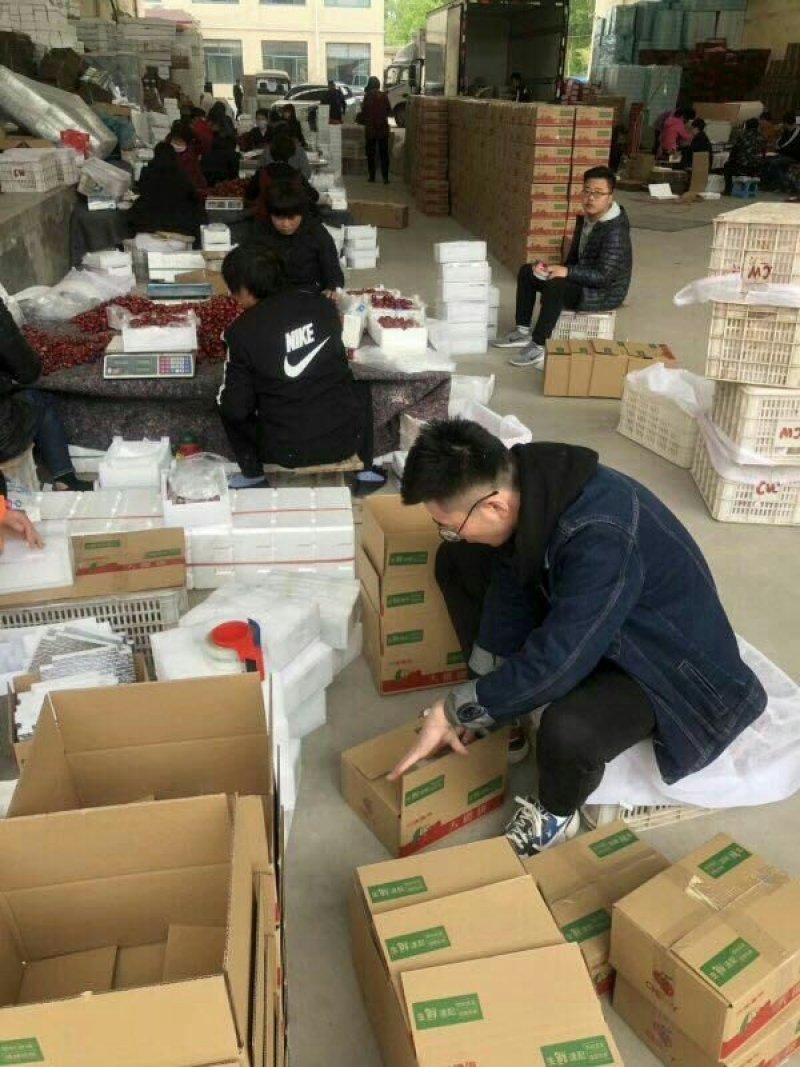 烟台露天地美早大樱桃支持一件代发支持冷链落地配
