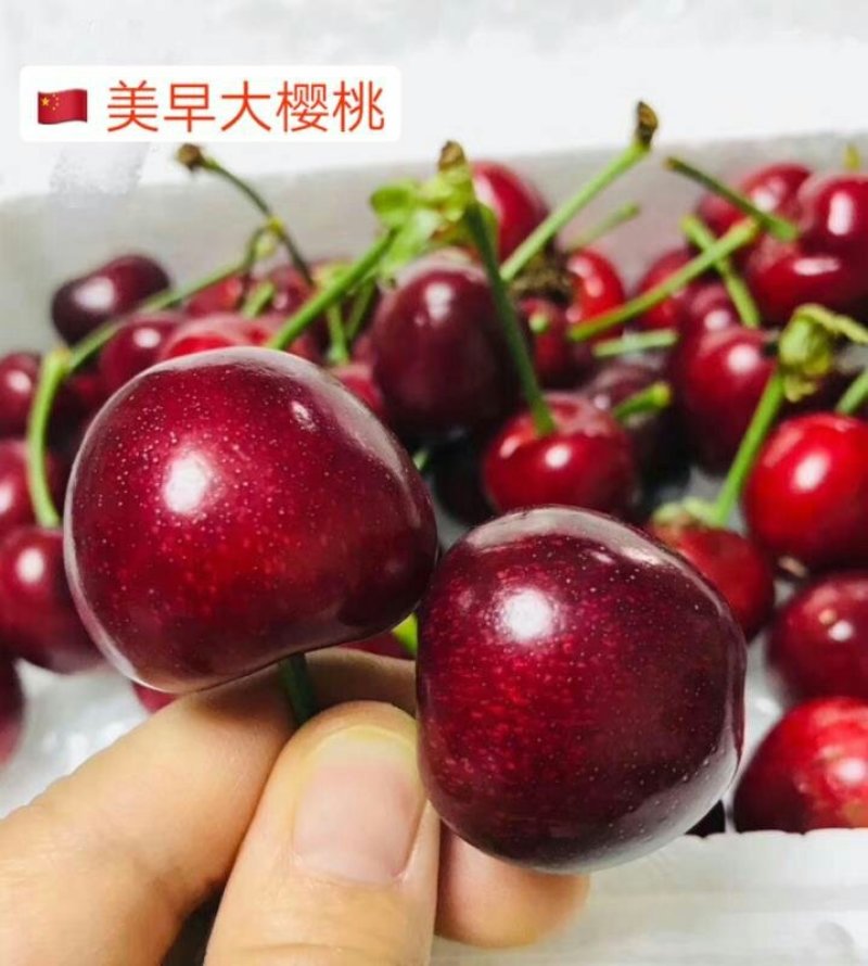 烟台露天地美早大樱桃支持一件代发支持冷链落地配