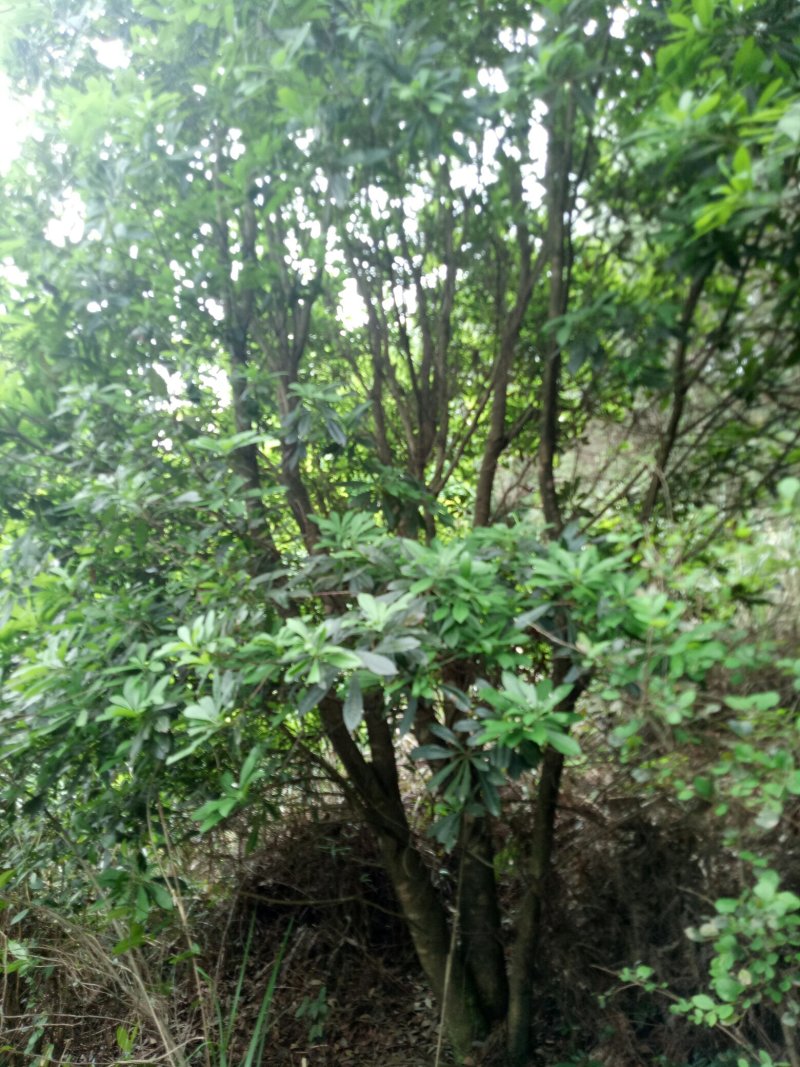 丛生杨梅树