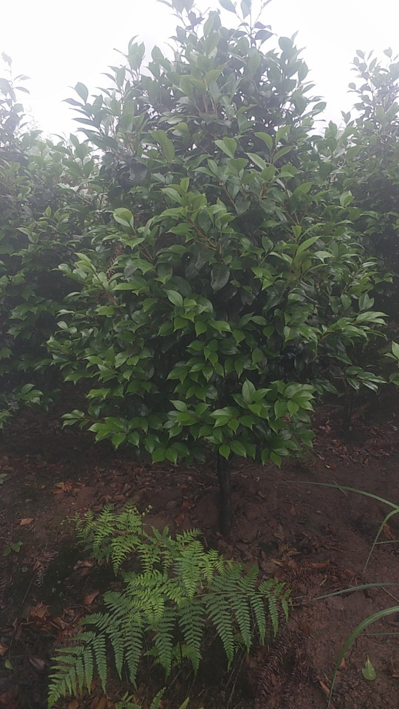 茶花，四级茶花，山茶花，宜宾茶花种植基地常年出售茶花
