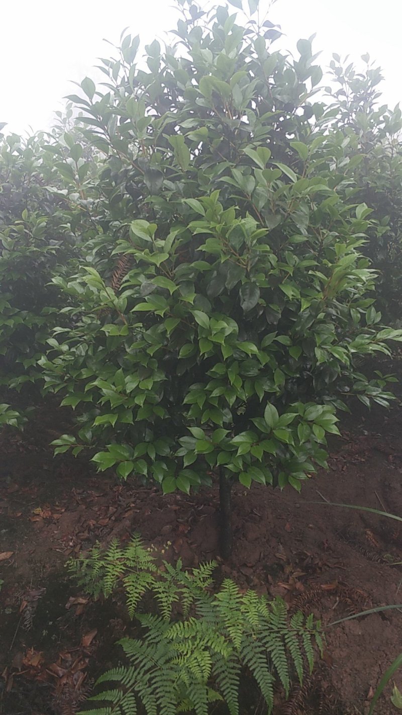 茶花，四级茶花，山茶花，宜宾茶花种植基地常年出售茶花