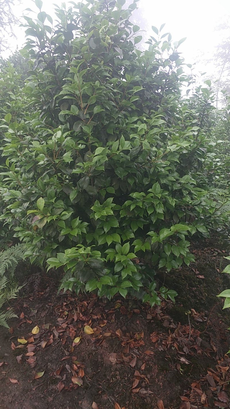 茶花，四级茶花，山茶花，宜宾茶花种植基地常年出售茶花