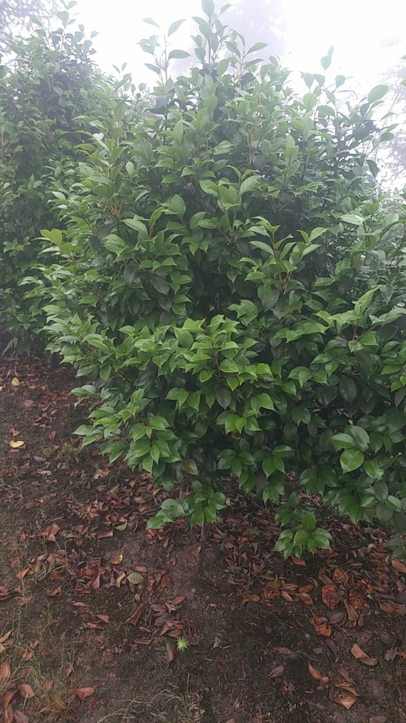茶花，四级茶花，山茶花，宜宾茶花种植基地常年出售茶花