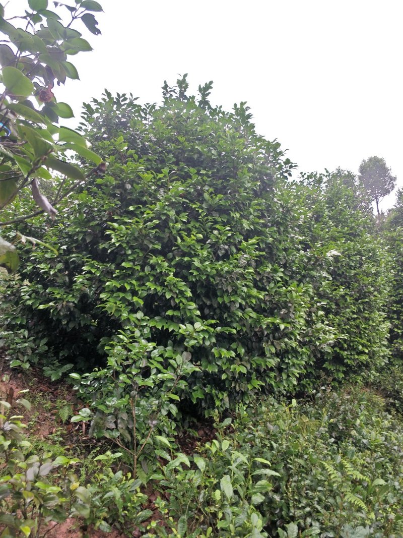 茶花，四级茶花，山茶花，宜宾茶花种植基地常年出售茶花