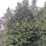茶花，四级茶花，山茶花，宜宾茶花种植基地常年出售茶花