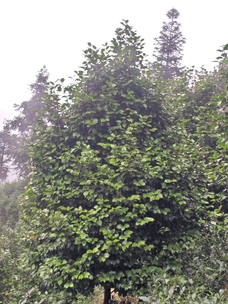 茶花，四级茶花，山茶花，宜宾茶花种植基地常年出售茶花