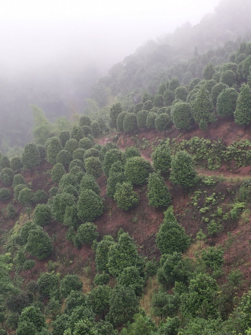 茶花，四级茶花，山茶花，宜宾茶花种植基地常年出售茶花