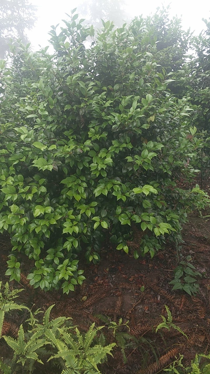 茶花，四级茶花，山茶花，宜宾茶花种植基地常年出售茶花