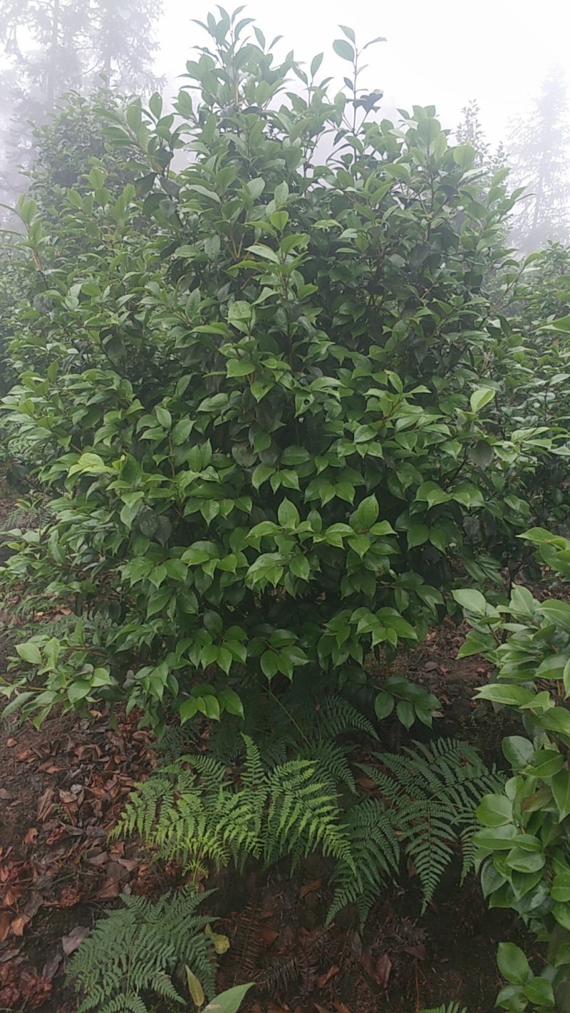 茶花，四级茶花，山茶花，宜宾茶花种植基地常年出售茶花