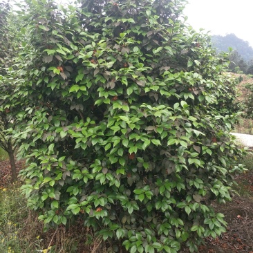 茶花，四级茶花，山茶花，宜宾茶花种植基地常年出售茶花